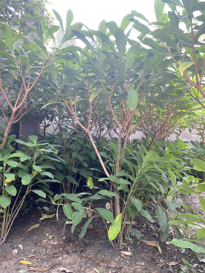 结香花，结香球，结香花价格，1.5米高度结香