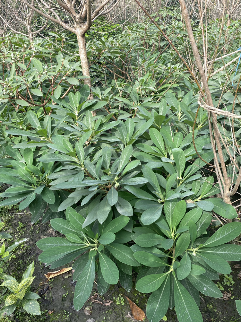 结香花，结香球，结香花价格，1.5米高度结香