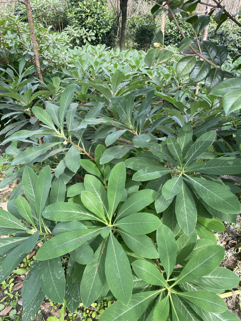 结香花，结香球，结香花价格，1.5米高度结香