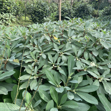 结香花，结香球，结香花价格，1.5米高度结香