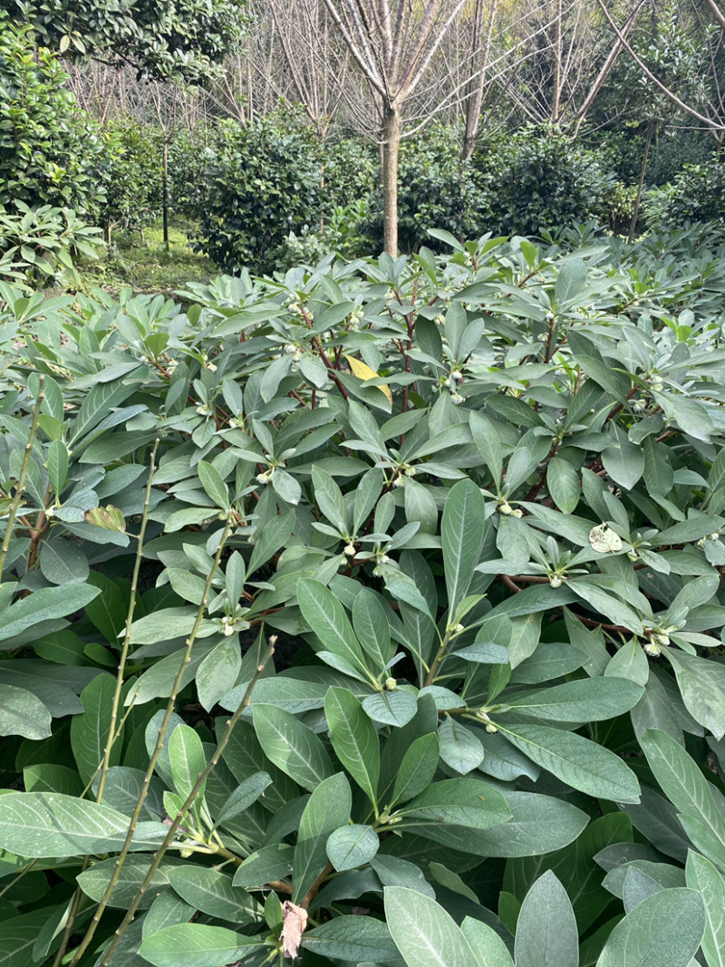 结香花，结香球，结香花价格，1.5米高度结香