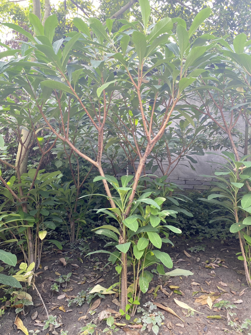 结香花，结香球，结香花价格，1.5米高度结香