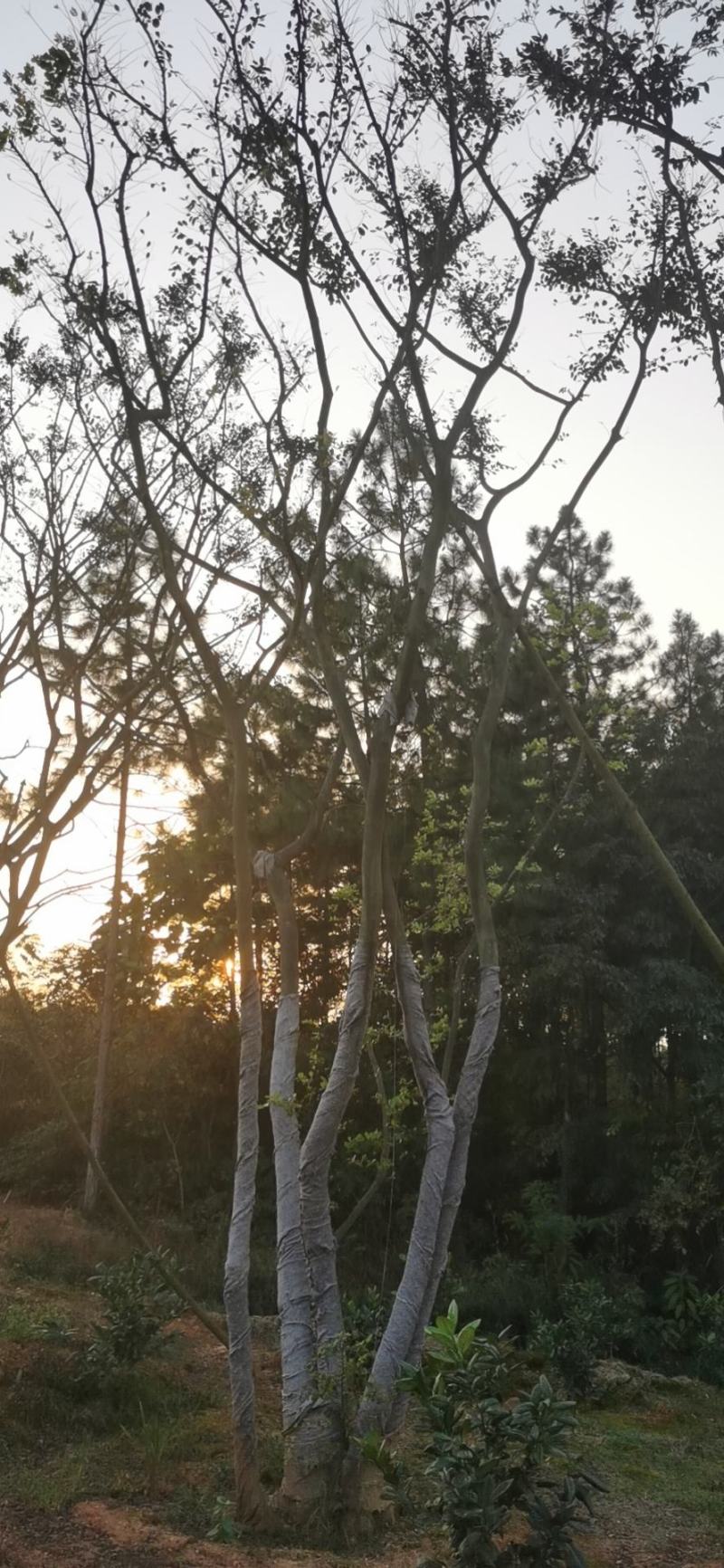 绿化苗木，各种移栽乔木，多杆朴树，