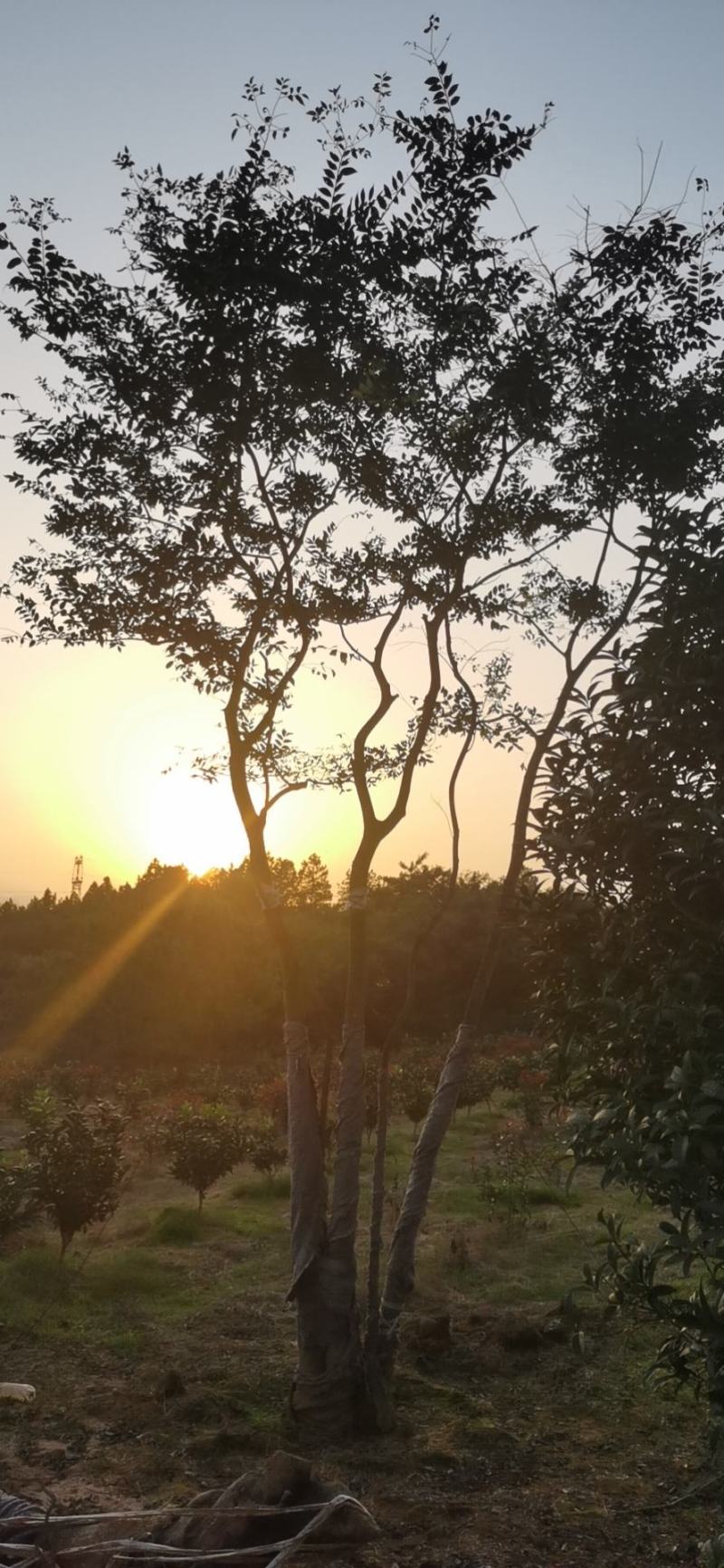 绿化苗木，各种移栽乔木，多杆朴树，