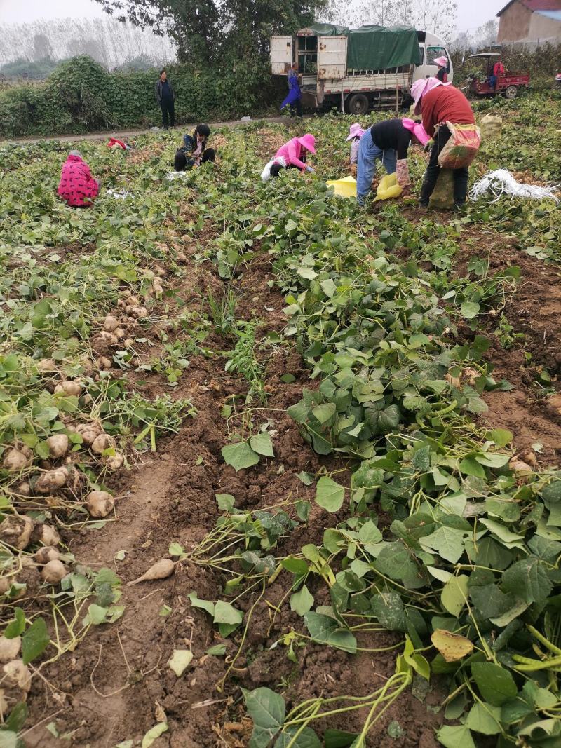 湖北天门精品凉薯，香甜可口，沙地种植，，现挖现发量大从优