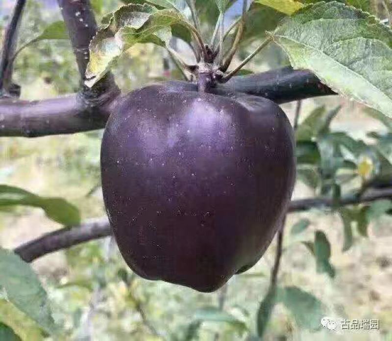 黑柿子树苗适合南北方栽植的黑柿子树苗地栽盆栽易成活