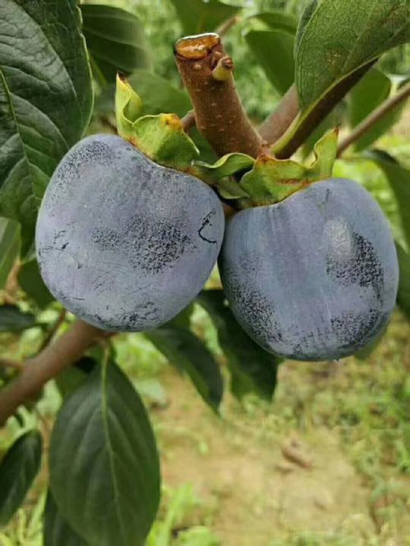 黑柿子树苗适合南北方栽植的黑柿子树苗地栽盆栽易成活