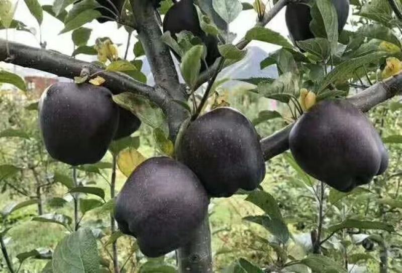 黑柿子树苗适合南北方栽植的黑柿子树苗地栽盆栽易成活