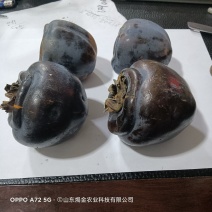 黑柿子树苗适合南北方栽植的黑柿子树苗地栽盆栽易成活