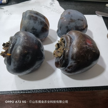 黑柿子树苗适合南北方栽植的黑柿子树苗地栽盆栽易成活