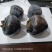 黑柿子树苗适合南北方栽植的黑柿子树苗地栽盆栽易成活