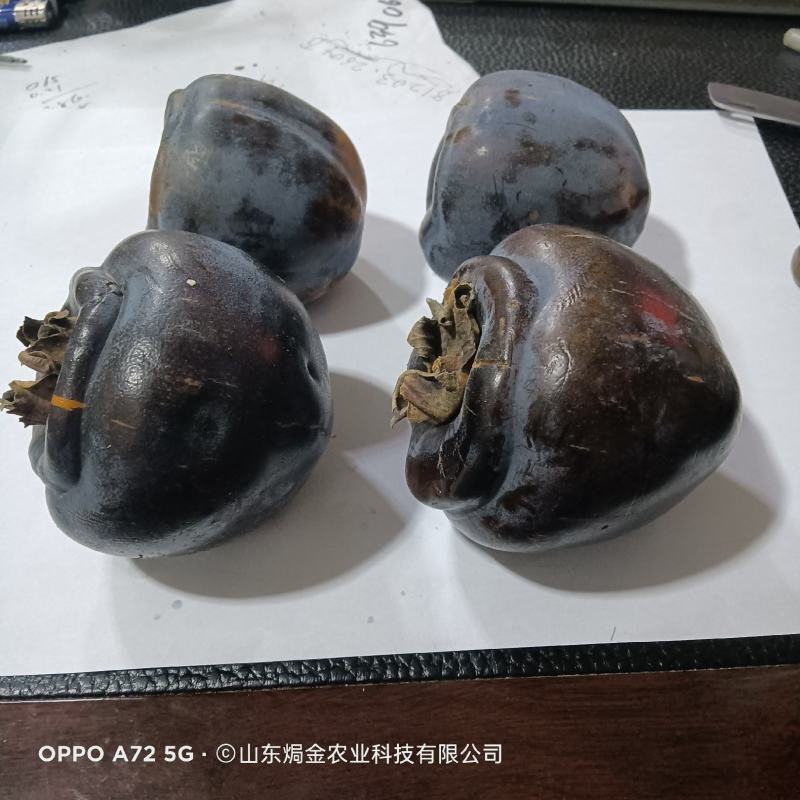 黑柿子树苗适合南北方栽植的黑柿子树苗地栽盆栽易成活