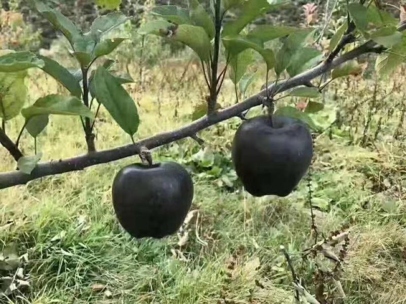 黑柿子树苗适合南北方栽植的黑柿子树苗地栽盆栽易成活