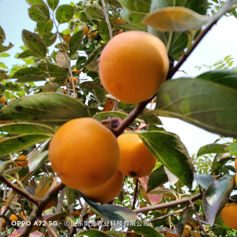 黑柿子树苗适合南北方栽植的黑柿子树苗地栽盆栽易成活