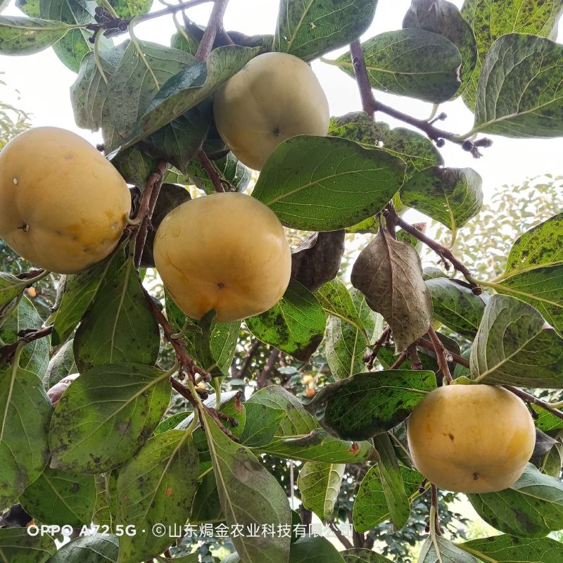 黑柿子树苗适合南北方栽植的黑柿子树苗地栽盆栽易成活