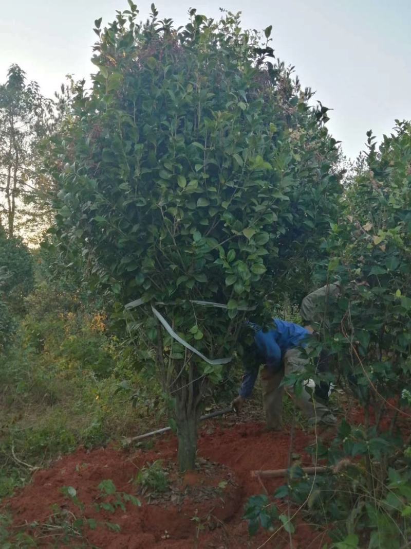 重攀红珍露大红山茶花