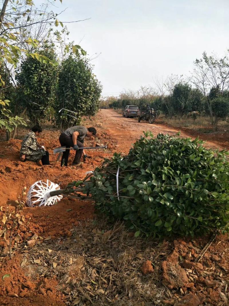 重攀红珍露大红山茶花