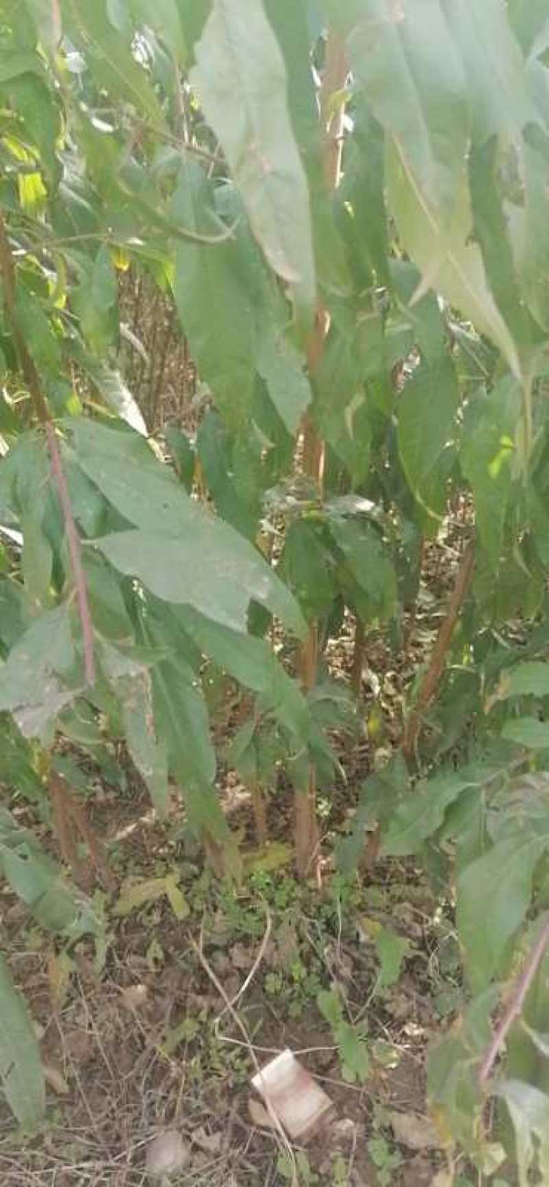 粗度.08到2公分的嫁接的成品桃树