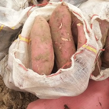 西瓜红，打开花红薯，基地供应，量大质优