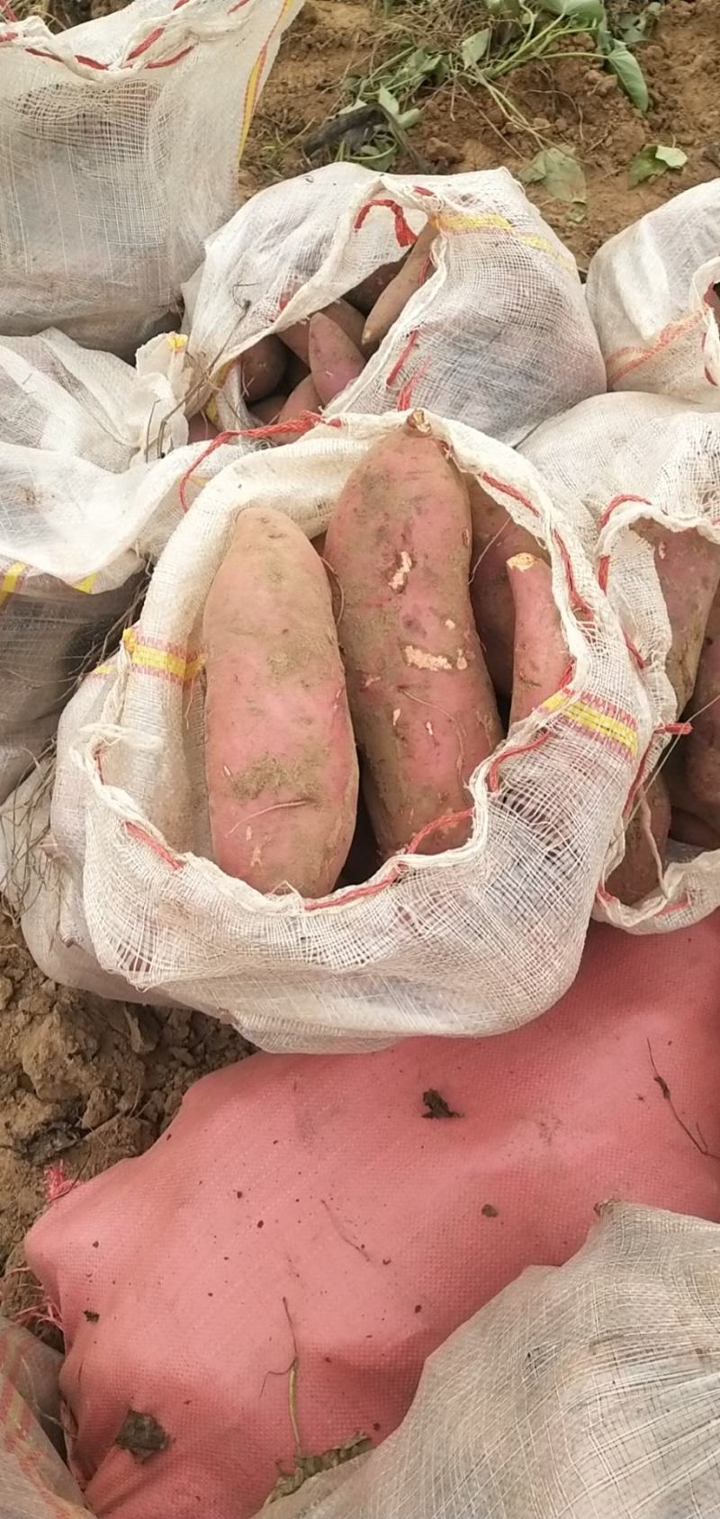 西瓜红，打开花红薯，基地供应，量大质优