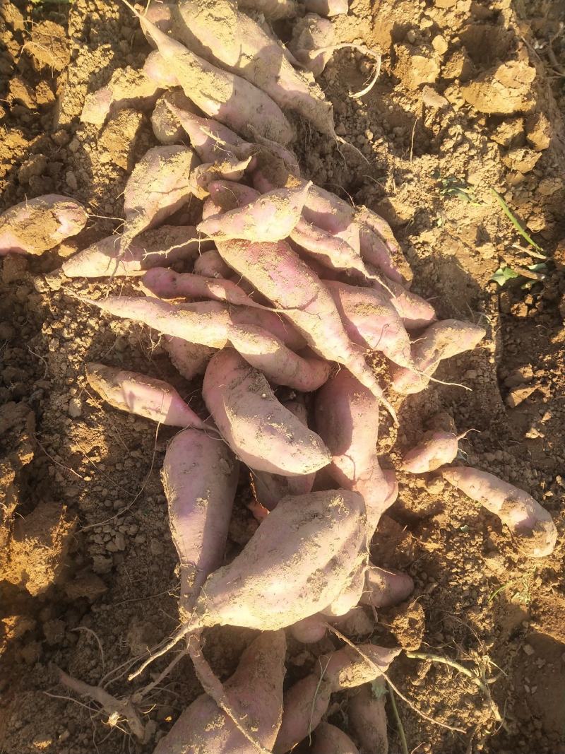西瓜红，打开花红薯，基地供应，量大质优
