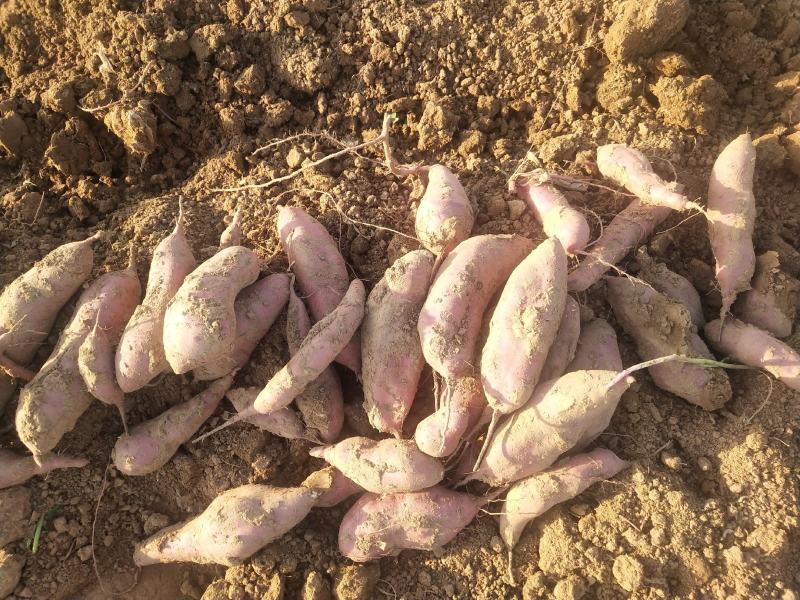 西瓜红，打开花红薯，基地供应，量大质优