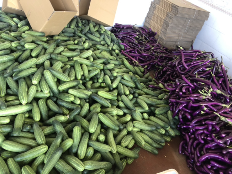 线茄大量上市日供量3万斤产地直供诚信合作支持代发