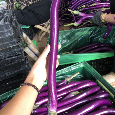 线茄大量上市日供量3万斤产地直供诚信合作支持代发