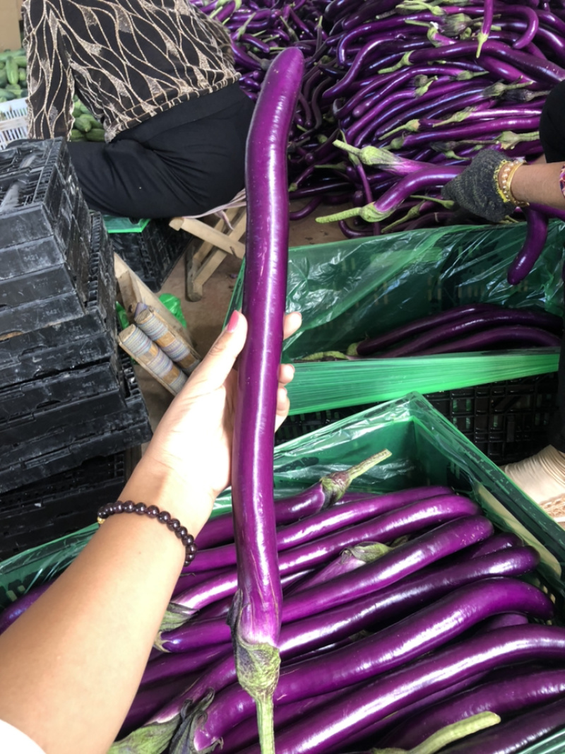 线茄大量上市日供量3万斤产地直供诚信合作支持代发