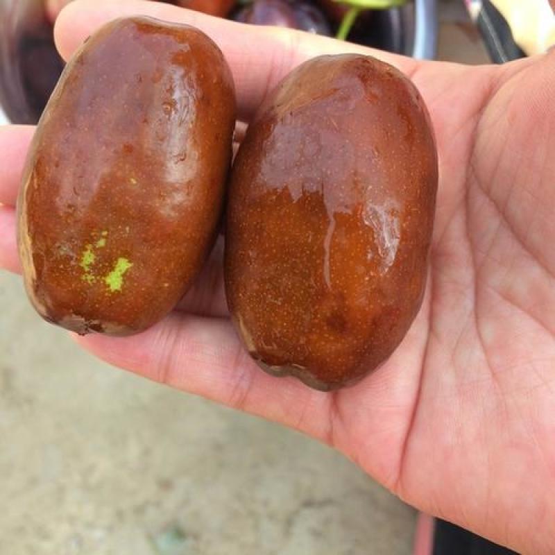 长枣保质量。保水分足。马上快结束了！
