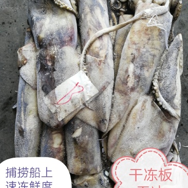 大鱿鱼整条鱿鱼鱿鱼原料秘鲁鱿鱼鲜活船冻