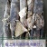 大鱿鱼整条鱿鱼鱿鱼原料秘鲁鱿鱼鲜活船冻