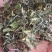 普洱茶月光白茶，一芽两叶