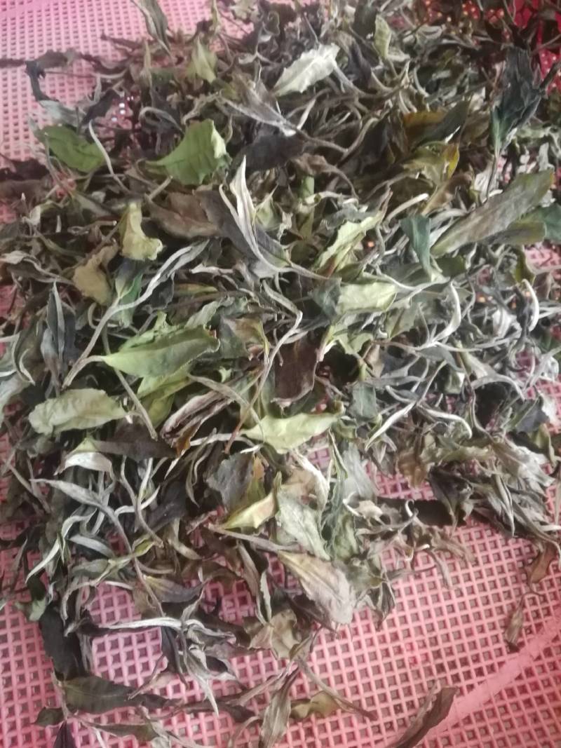 普洱茶月光白茶，一芽两叶