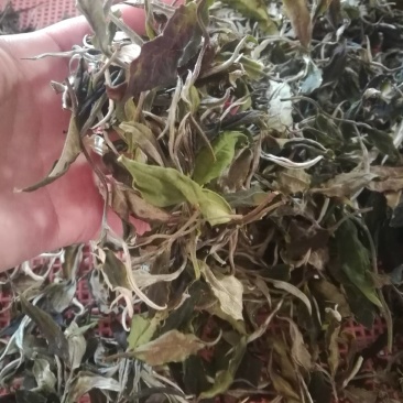 普洱茶月光白茶，一芽两叶
