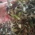 普洱茶月光白茶，一芽两叶
