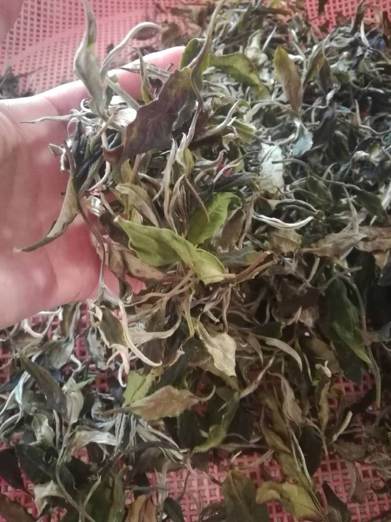 普洱茶月光白茶，一芽两叶