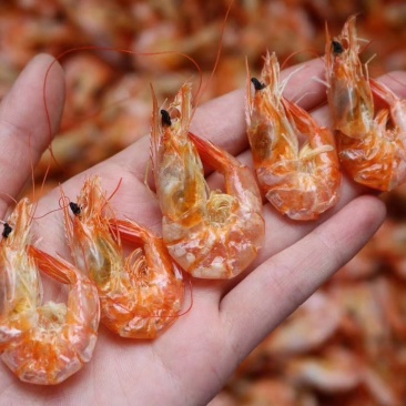 广州人小号即食烤虾干虾仁可即食也可以煲粥滚汤