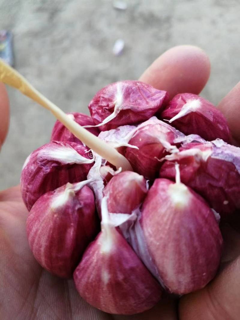 21年新货【紫皮大蒜】鲜蒜精品蒜瓣独头蒜物美价廉促销中