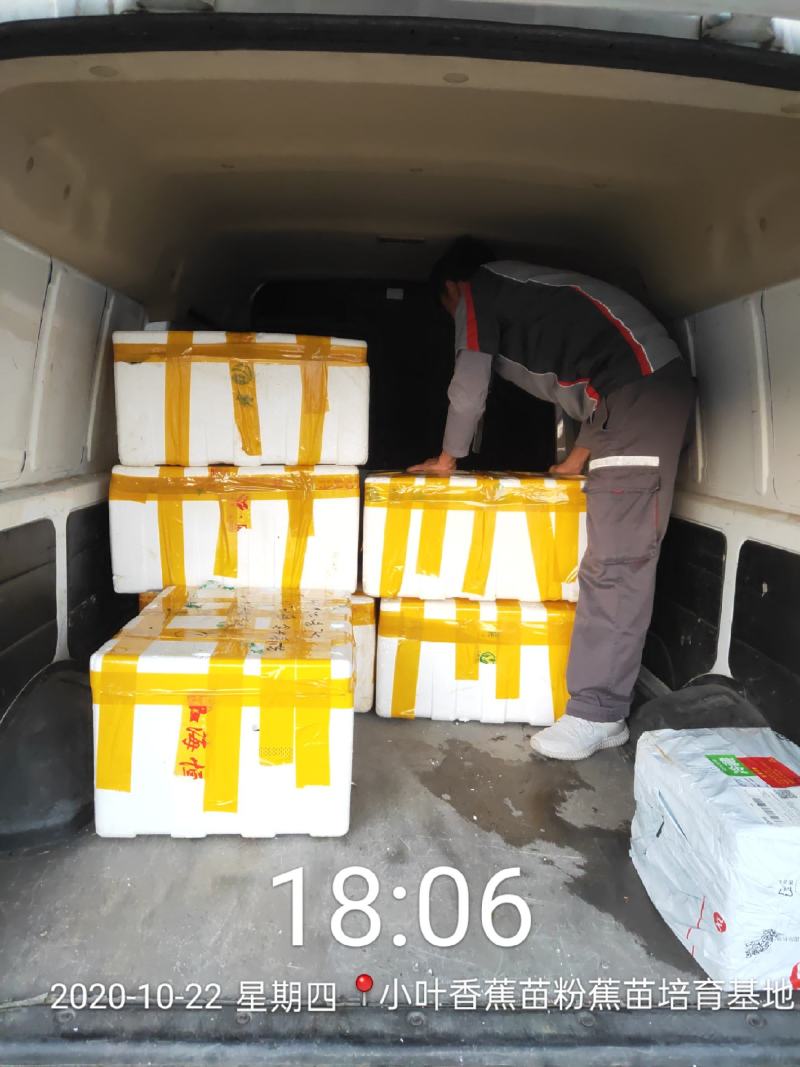 今天继续发货香蕉苗50000株龙州，感谢二位老板关照。