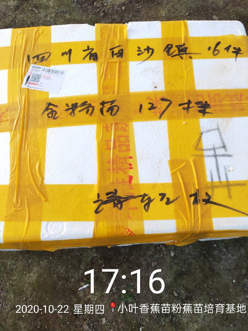 今天继续发货香蕉苗50000株龙州，感谢二位老板关照。