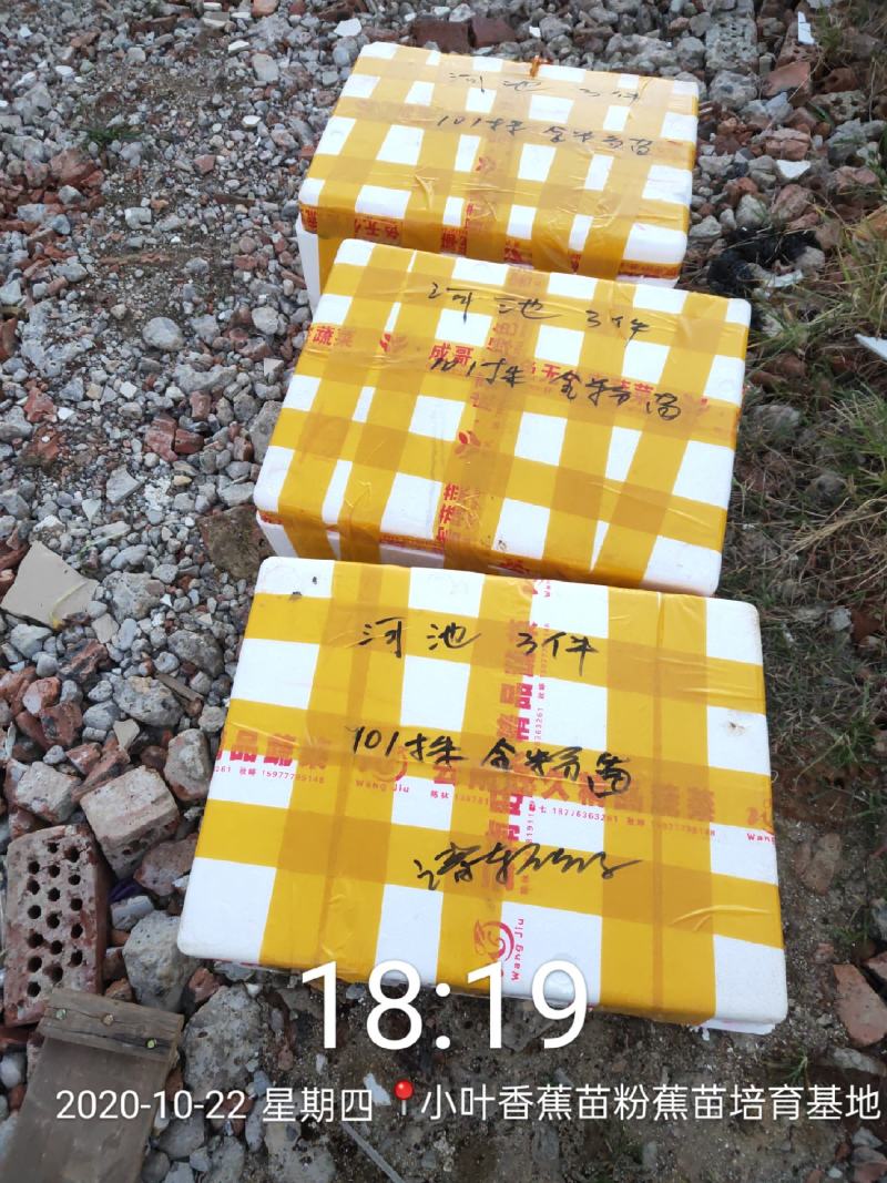 今天继续发货香蕉苗50000株龙州，感谢二位老板关照。