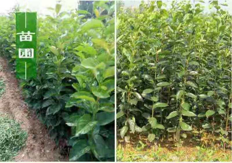 黑柿子苗、产量高抗病毒性强、适应能力强、基地起苗保湿发货