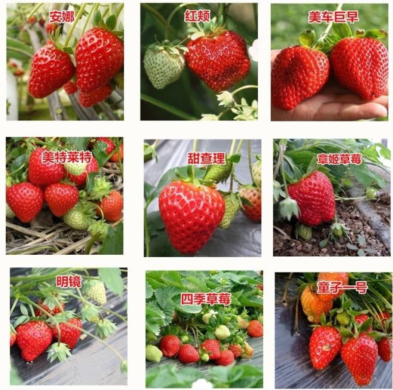 草莓苗四季盆栽带土食用南北方种植红颜章姬奶油草莓当年结果