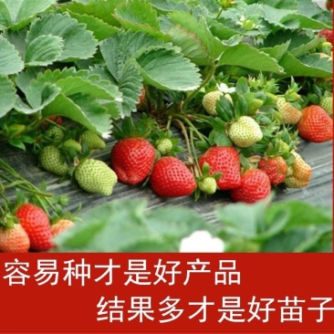 草莓苗四季盆栽带土食用南北方种植红颜章姬奶油草莓当年结果