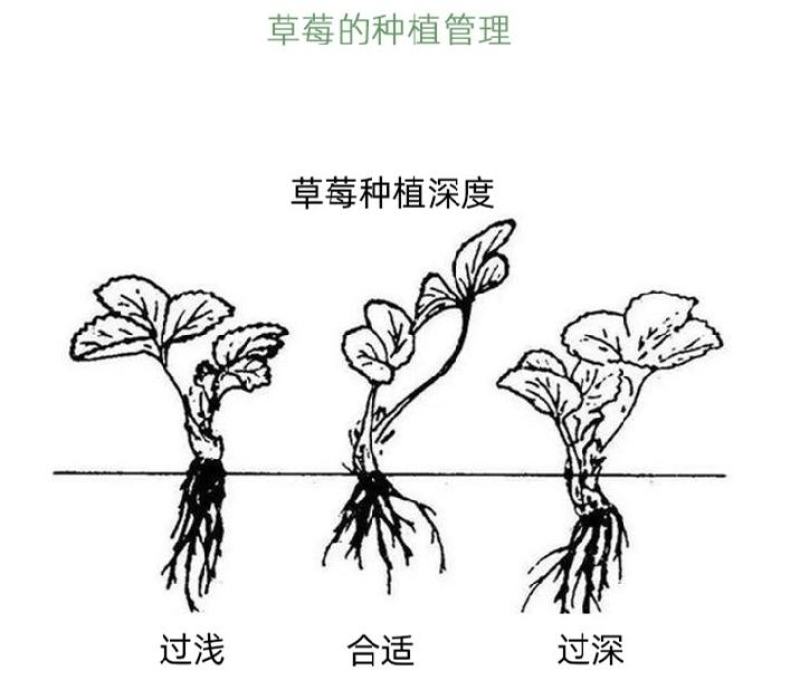 草莓苗四季盆栽带土食用南北方种植红颜章姬奶油草莓当年结果