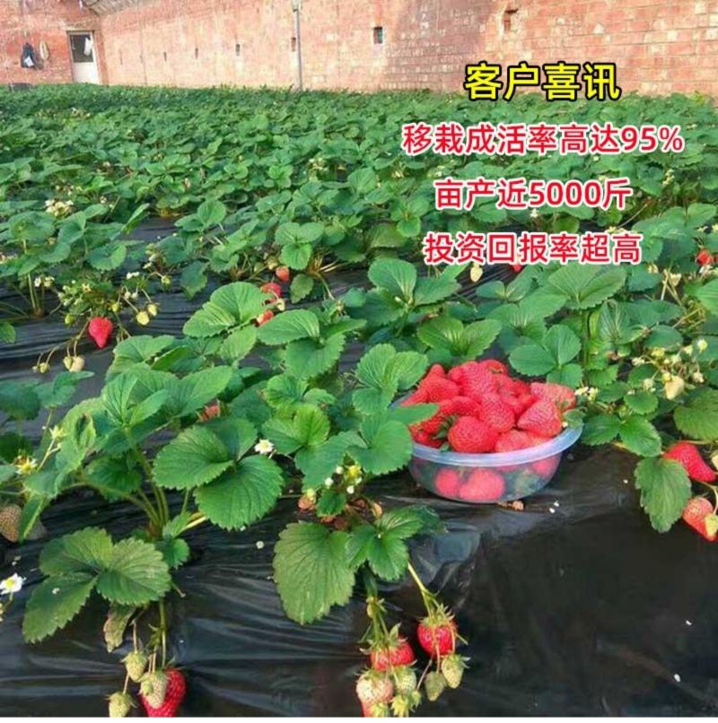 草莓苗四季盆栽带土食用南北方种植红颜章姬奶油草莓当年结果