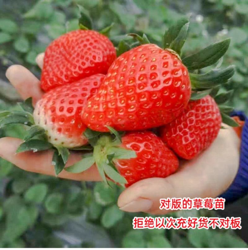 草莓苗四季盆栽带土食用南北方种植红颜章姬奶油草莓当年结果