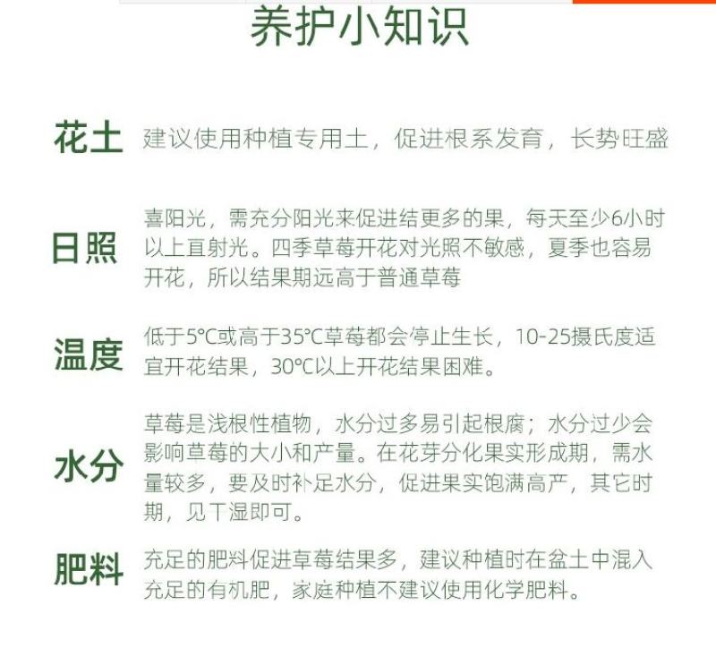 草莓苗四季盆栽带土食用南北方种植红颜章姬奶油草莓当年结果