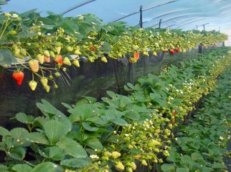 草莓苗四季盆栽带土食用南北方种植红颜章姬奶油草莓当年结果